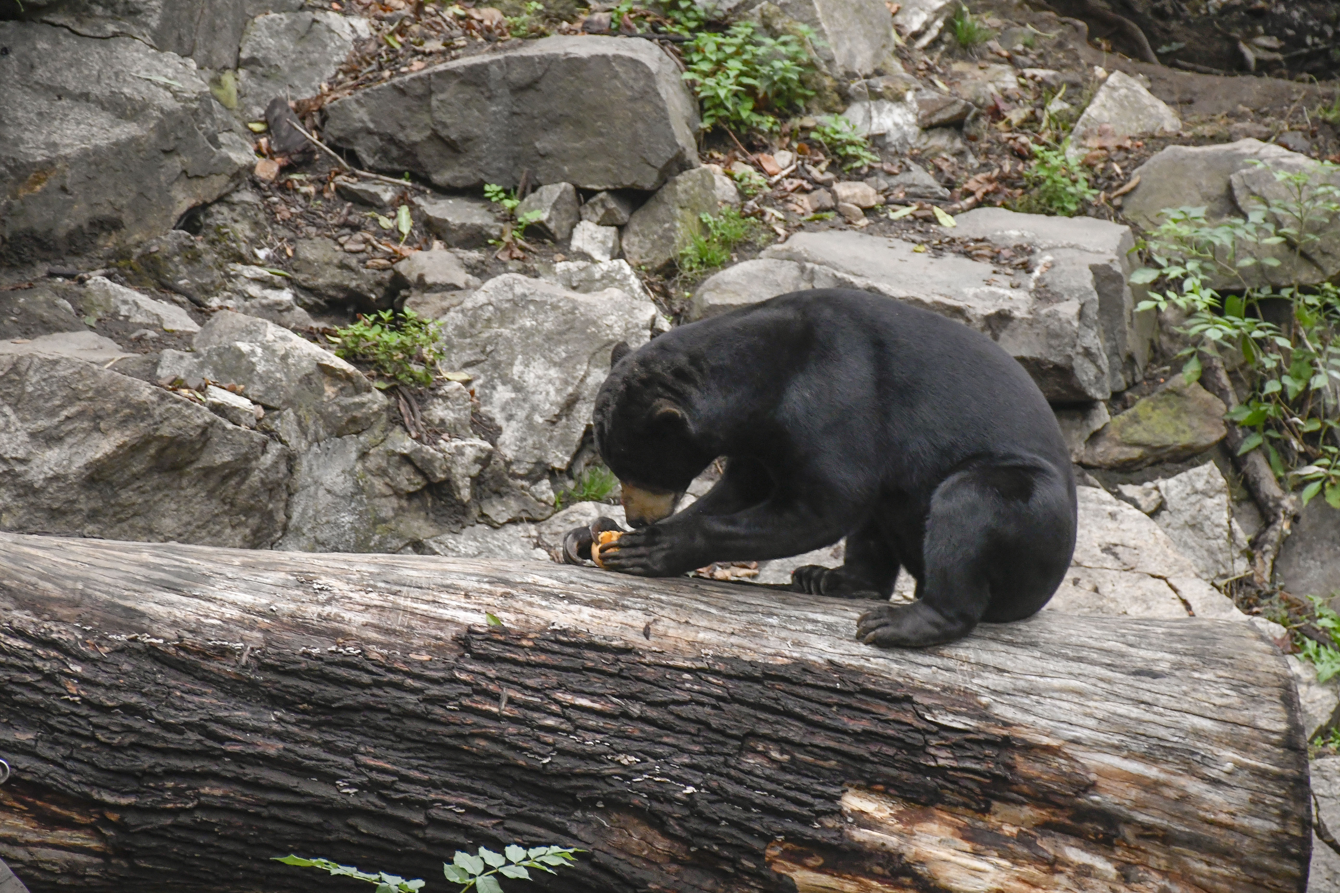 5 Predstaveni Zoo pro OP 51 zdroj Zoo Jihlava